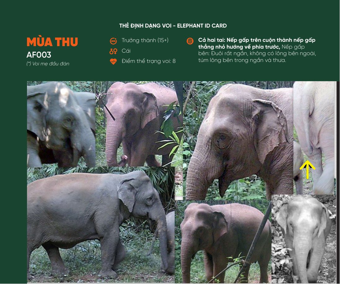 Thẻ định dạng voi Mùa Thu