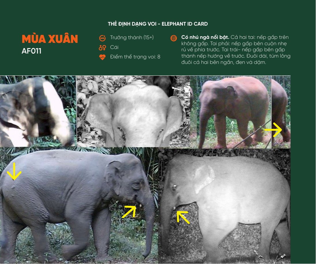 Thẻ định dạng voi Mùa Xuân