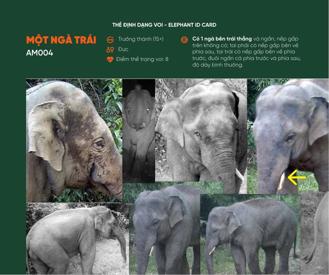 Thẻ định dạng voi Một Ngà Trái