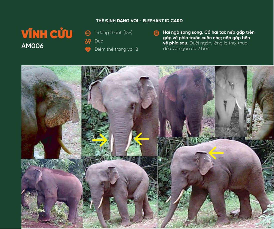 Thẻ định dạng voi Vĩnh Cửu