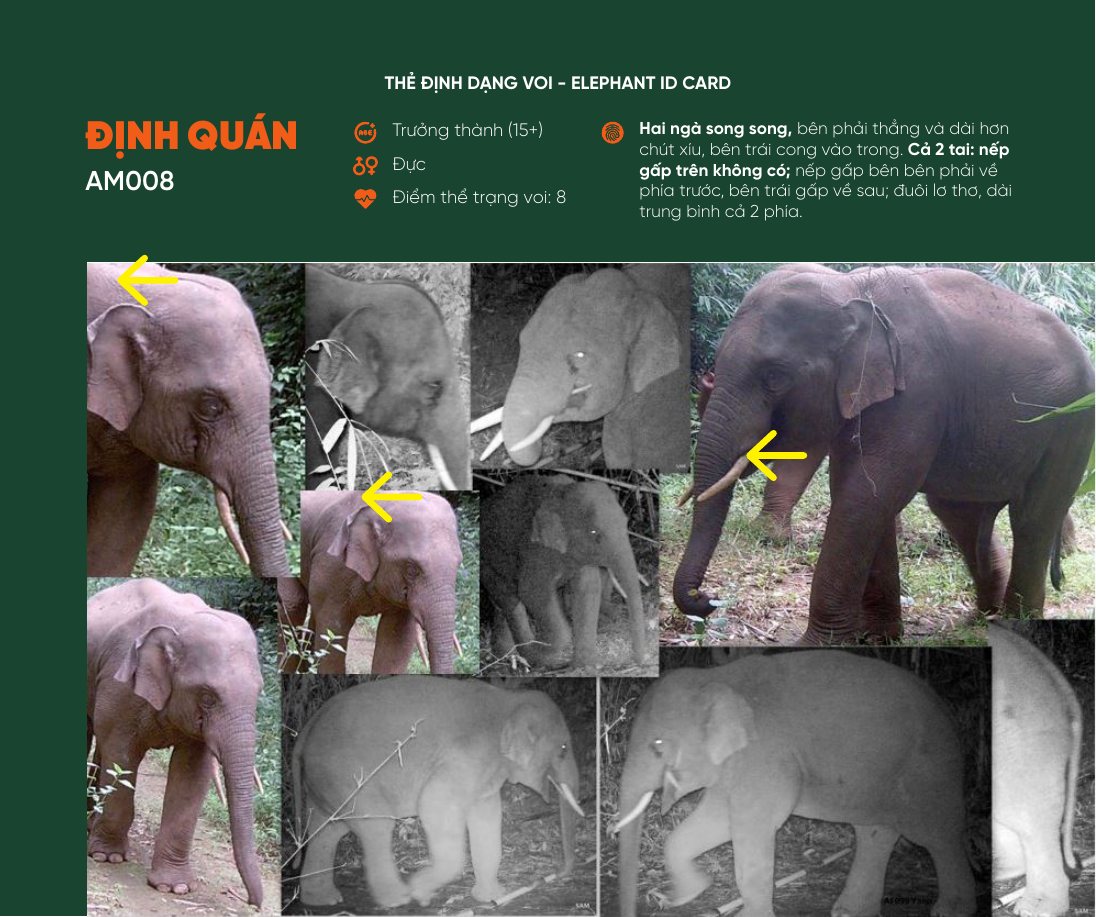 Thẻ định dạng voi Định Quán