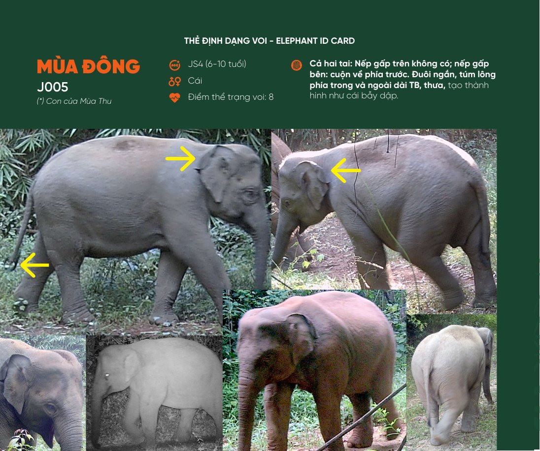 Thẻ định dạng voi Mùa Đông