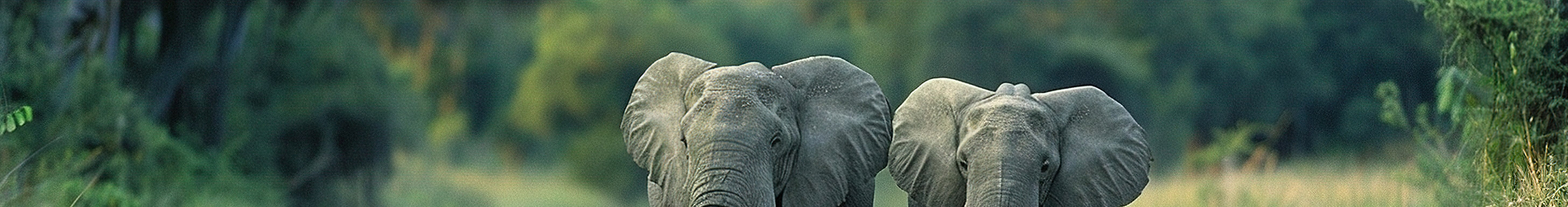 Tình trạng bảo tồn voi