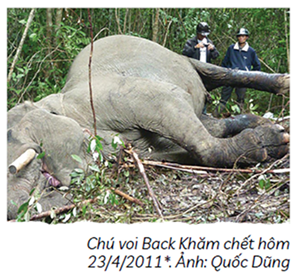 Tình trạng bảo tồn voi