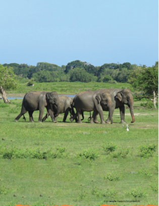 Tình trạng bảo tồn voi